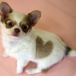 Puppy heart