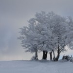 겨울 나무